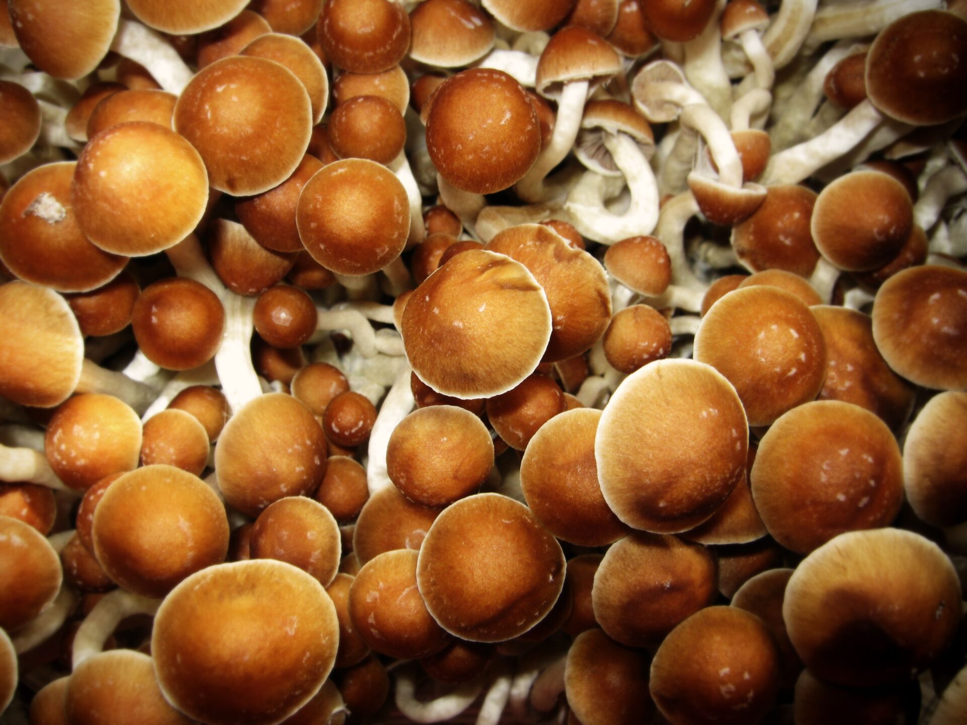 What to Know About Magic Mushroom Use