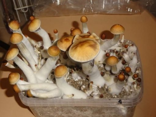 Golden Teacher Mushrooms