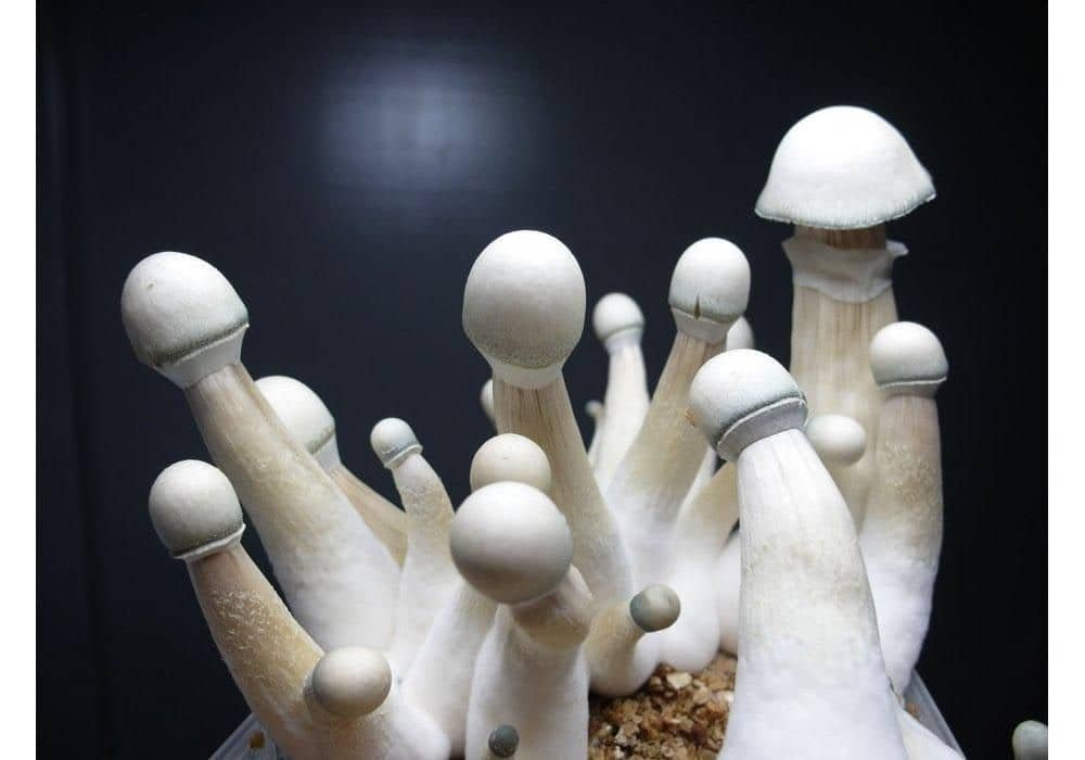 Penis envy mushrooms
